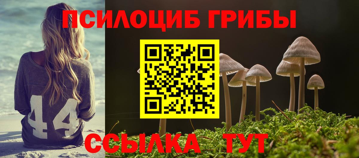 Псилоцибиновые грибы Psilocybine cubensis Пугачёв